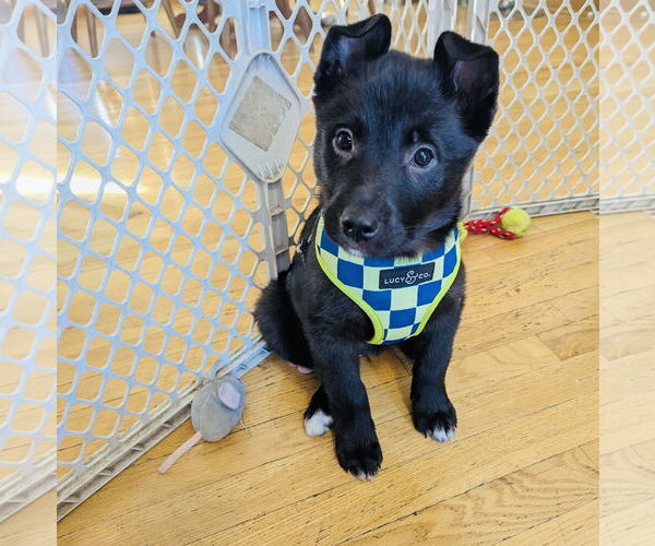 Medium Photo #6 Gerberian Shepsky Puppy For Sale in Princeton, MN, USA