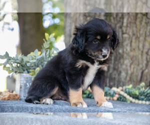 Medium Miniature Australian Shepherd