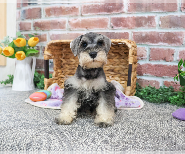 Medium Photo #7 Schnauzer (Miniature) Puppy For Sale in SYRACUSE, IN, USA