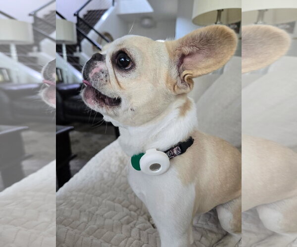 Medium Photo #2 French Bulldog Puppy For Sale in Lake Elsinore, CA, USA