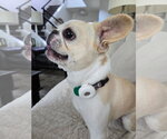 Small #1 French Bulldog