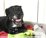 Small #11 Boxer Mix