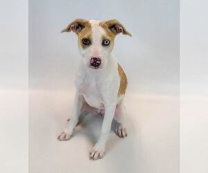 Mychelle - Female Mutt Dog for Adoption - Photo #6