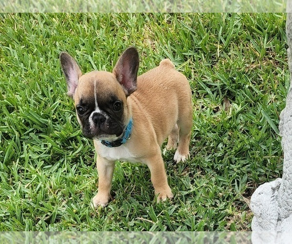 Medium Photo #7 French Bulldog Puppy For Sale in CAPE CORAL, FL, USA