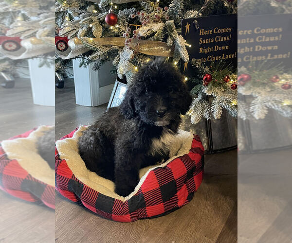 Medium Photo #1 Saint Berdoodle Puppy For Sale in BROWNSTOWN, IN, USA