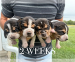 Small #16 Beagle
