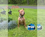 Small #3 American Pit Bull Terrier Mix