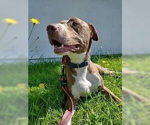 American Staffordshire Terrier-Rottweiler Mix Dogs for adoption in Dana Point, CA, USA