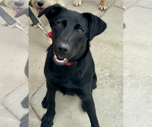 Medium Photo #4 Mutt Puppy For Sale in Newport Beach, CA, USA