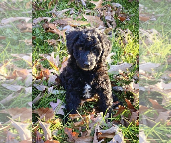 Medium Photo #1 Doodleman Pinscher Puppy For Sale in FREDERICK, MD, USA