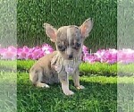 Small #33 Chihuahua