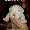 Small Photo #170 Dogo Argentino Puppy For Sale in JANE, MO, USA