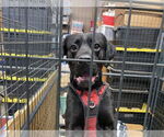 Small #3 Boxador