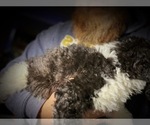 Small Photo #9 Saint Berdoodle Puppy For Sale in CONNEAUT, OH, USA