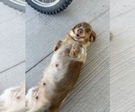 Small #2 Dachshund