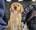 Small Photo #14 Golden Retriever Puppy For Sale in EARLHAM, IA, USA