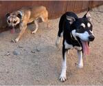 Small Border Collie-Pug Mix