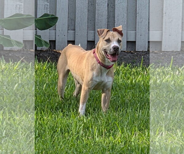Medium Photo #12 Mutt Puppy For Sale in Orlando, FL, USA