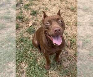 AURORA - Female Mutt Dog for Adoption - Photo #2