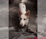 Small #1 Collie Mix