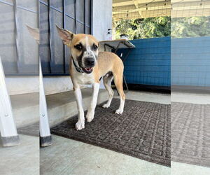 Bogart - Male Mutt Dog for Adoption - Photo #7
