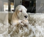 Small Photo #2 Basset Hound Puppy For Sale in HUGHSON, CA, USA