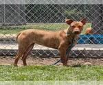 Small #2 Mutt