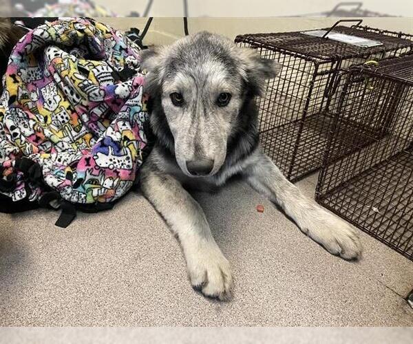 Medium Photo #1 German Shepherd Dog Puppy For Sale in Pasadena, CA, USA