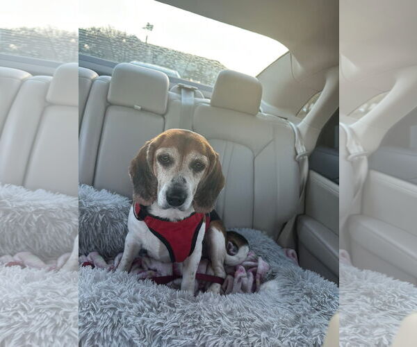 Medium Photo #5 Beagle Puppy For Sale in Tampa, FL, USA