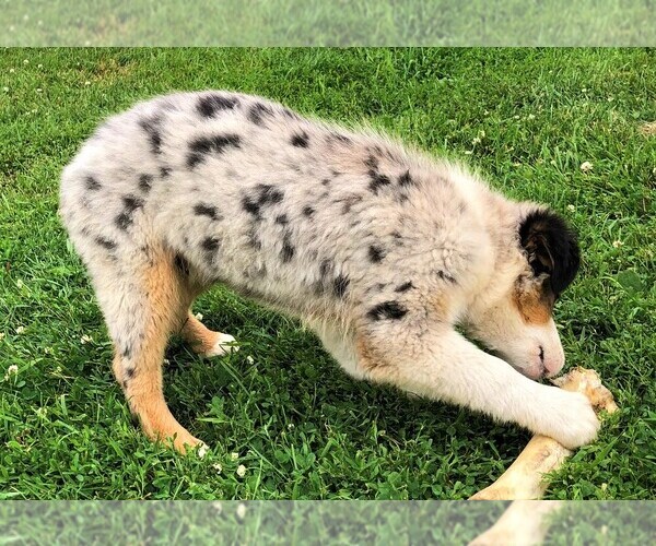 Medium Photo #4 Australian Shepherd Puppy For Sale in STRATFORD, WI, USA