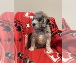 Small Photo #3 Labradoodle Puppy For Sale in WOOSTER, OH, USA