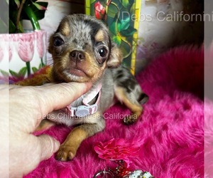 Chihuahua Puppy for sale in TRACY, CA, USA