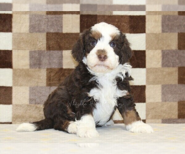 Medium Photo #1 Bernedoodle (Miniature) Puppy For Sale in DENVER, PA, USA