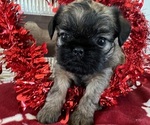 Small Photo #1 Brussels Griffon Puppy For Sale in BROOKS, GA, USA