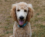 Small Photo #6 Poodle (Standard) Puppy For Sale in MONTELLO, WI, USA