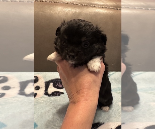 Medium Photo #2 Chihuahua Puppy For Sale in TWINING, MI, USA