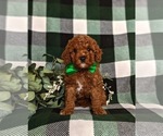 Small Photo #3 Poodle (Miniature) Puppy For Sale in NEW PROVIDENCE, PA, USA
