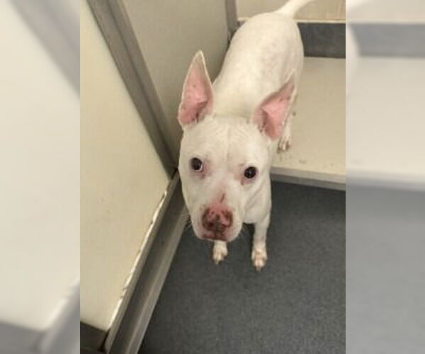 Medium Photo #2 Mutt Puppy For Sale in Glen Allen, VA, USA