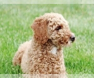 Father of the Cavapoo puppies born on 09/11/2023