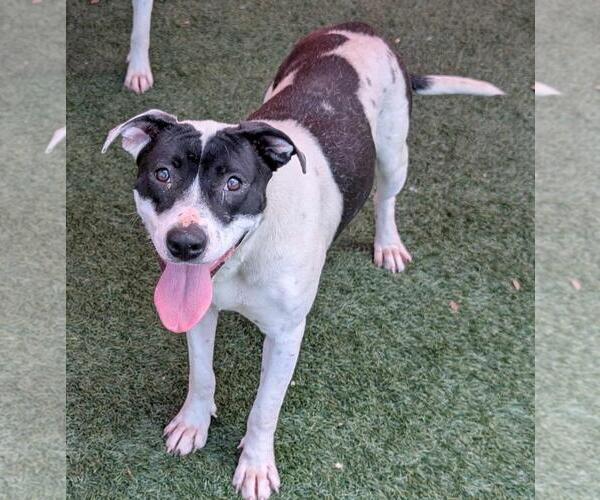 Medium Photo #6 American Pit Bull Terrier-Unknown Mix Puppy For Sale in Rockwall, TX, USA