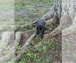 Small #2 Labrador Retriever