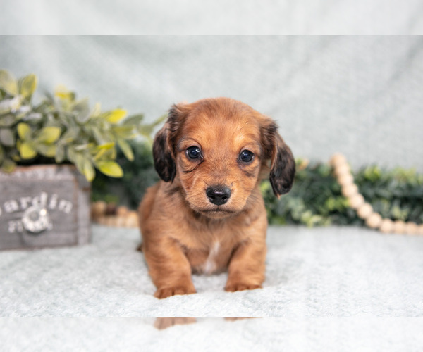 Medium Photo #2 Dachshund Puppy For Sale in NAPPANEE, IN, USA