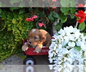 Cavapoo Litter for sale in GREENWOOD, WI, USA