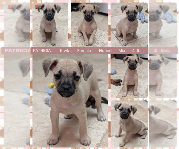 Medium Photo #1 Mutt Puppy For Sale in Mesa, AZ, USA