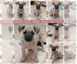 Mutt Dogs for adoption in Mesa, AZ, USA