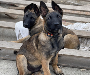 Belgian Malinois Puppy for sale in ONTARIO, CA, USA