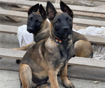 Small Photo #1 Belgian Malinois Puppy For Sale in ONTARIO, CA, USA