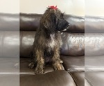 Small Photo #27 Saint Berdoodle Puppy For Sale in DINWIDDIE, VA, USA