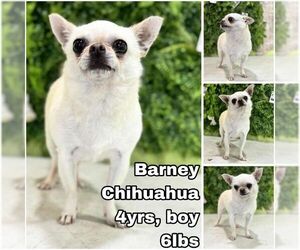 Chihuahua Dogs for adoption in Seattle, WA, USA
