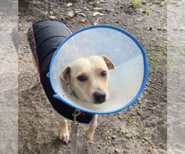 Medium Photo #1 Chihuahua-Unknown Mix Puppy For Sale in Lakewood, CO, USA